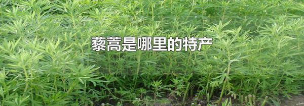 藜蒿是哪里的特产