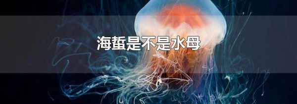 海蜇是不是水母