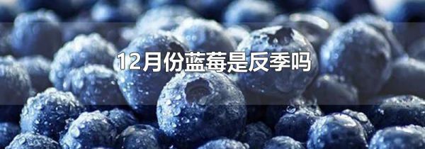 12月份蓝莓是反季吗