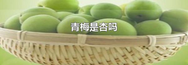 青梅是杏吗