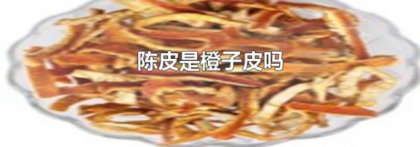 陈皮是橙子皮吗