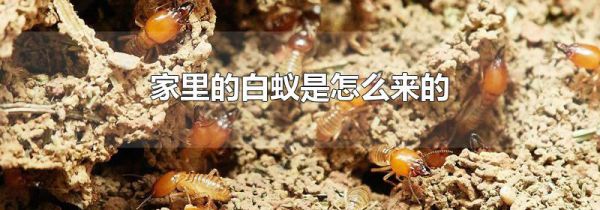 家里的白蚁是怎么来的