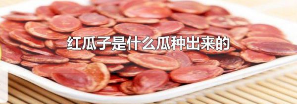 红瓜子是什么瓜种出来的