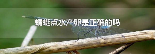 蜻蜓点水产卵是正确的吗