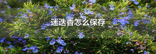 迷迭香怎么保存