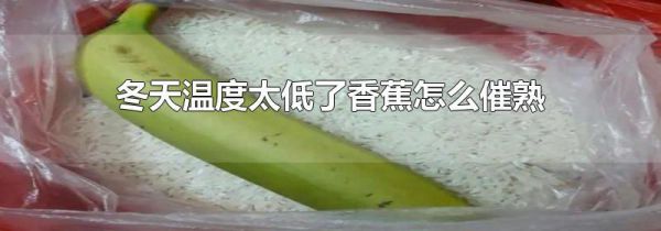 冬天温度太低了香蕉怎么催熟