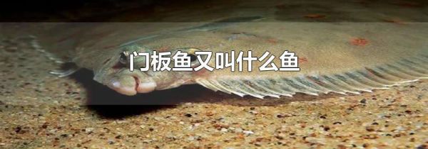 门板鱼又叫什么鱼
