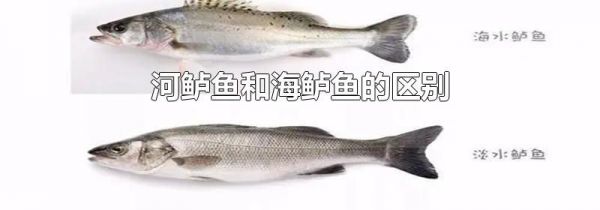 河鲈鱼和海鲈鱼的区别