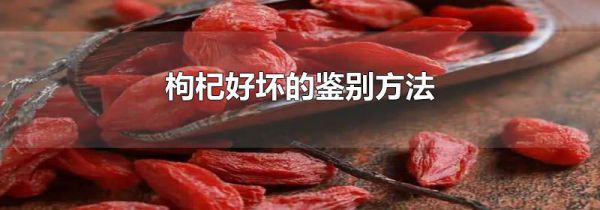 枸杞好坏的鉴别方法