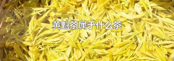 黄魁茶属于什么茶