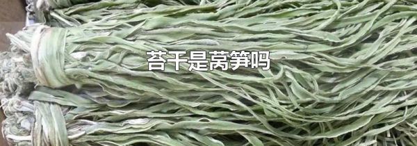 苔干是莴笋吗