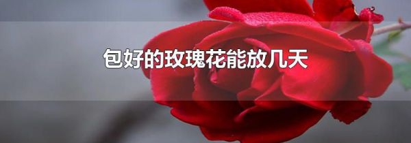 包好的玫瑰花能放几天