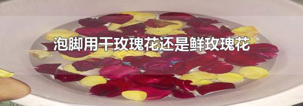 泡脚用干玫瑰花还是鲜玫瑰花