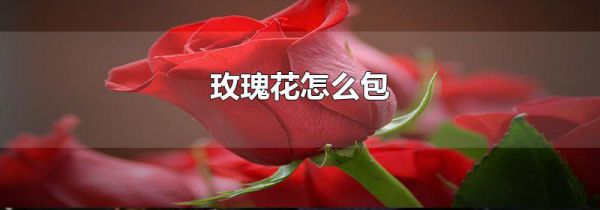 玫瑰花怎么包