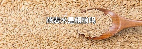 燕麦米是粗粮吗