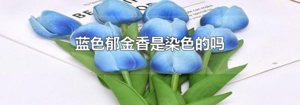 蓝色郁金香是染色的吗
