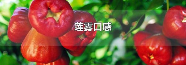 莲雾口感