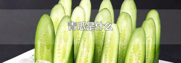青瓜是什么