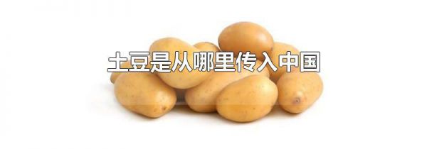 土豆是从哪里传入中国