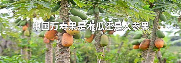 中国万寿果是木瓜还是人参果