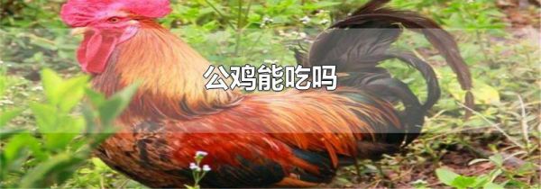 公鸡能吃吗