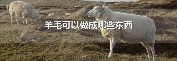 羊毛可以做成哪些东西