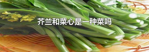 芥兰和菜心是一种菜吗