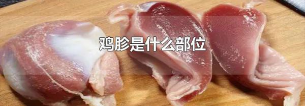 鸡胗是什么部位