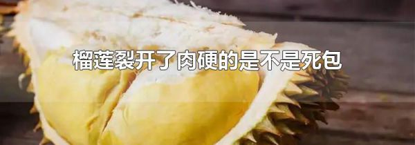 榴莲裂开了肉硬的是不是死包