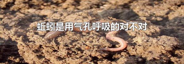 蚯蚓是用气孔呼吸的对不对