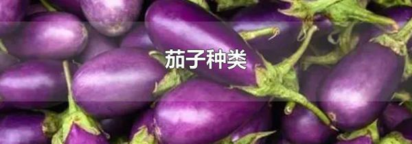 茄子种类