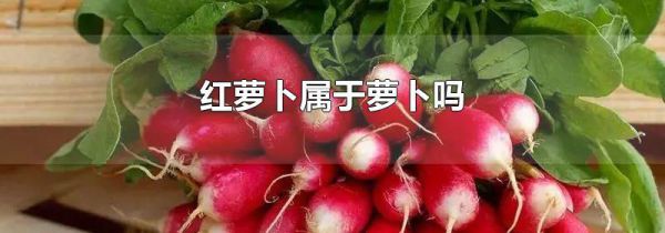 红萝卜属于萝卜吗