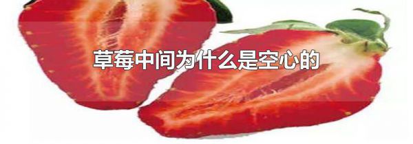 草莓中间为什么是空心的