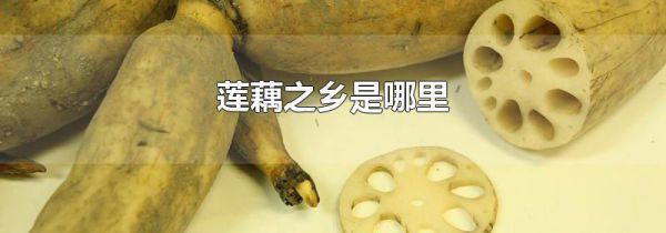 莲藕之乡是哪里