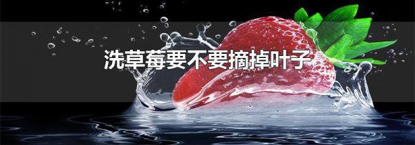 洗草莓要不要摘掉叶子