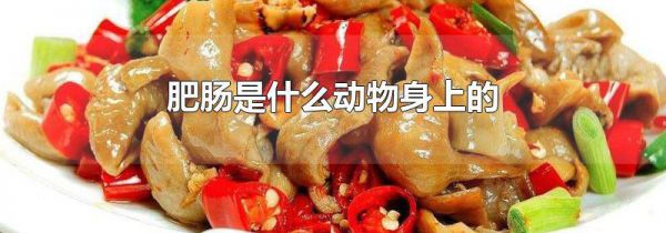 肥肠是什么动物身上的