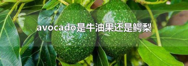 avocado是牛油果还是鳄梨
