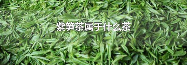 紫笋茶属于什么茶