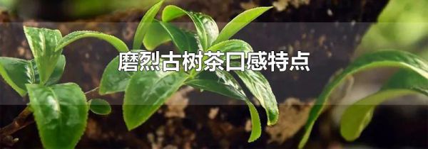 磨烈古树茶口感特点