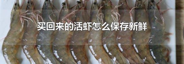 买回来的活虾怎么保存新鲜