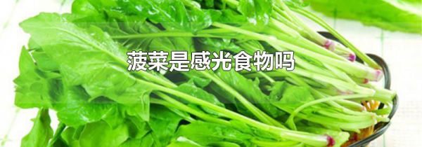 菠菜是感光食物吗