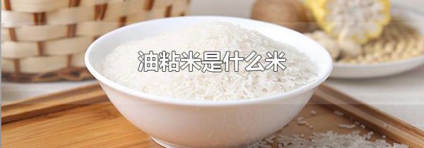 油粘米是什么米