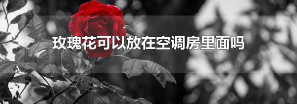 玫瑰花可以放在空调房里面吗
