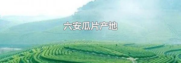 六安瓜片产地