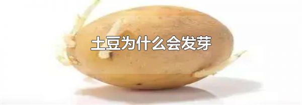 土豆为什么会发芽