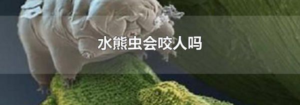 水熊虫会咬人吗