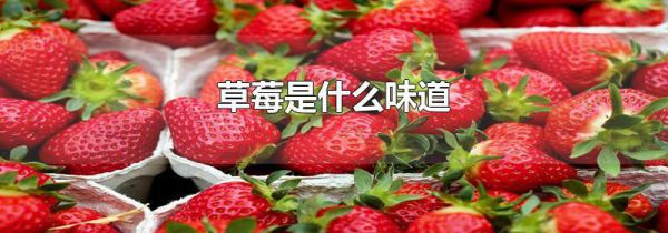 草莓是什么味道