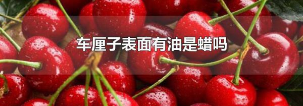 车厘子表面有油是蜡吗