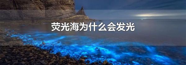 荧光海为什么会发光
