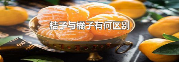 桔子与橘子有何区别